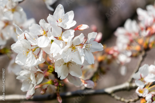 tree blossom