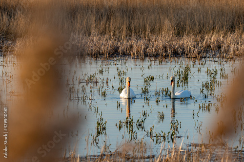 Vogelbeobachtungsstand Frose Schwa Schwäne photo