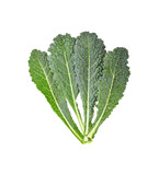 Fresh  green kale leaves pattern on a white background