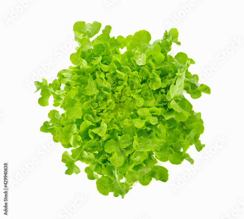 Fototapeta Naklejka Na Ścianę i Meble -  Green oak lettuce on white background.