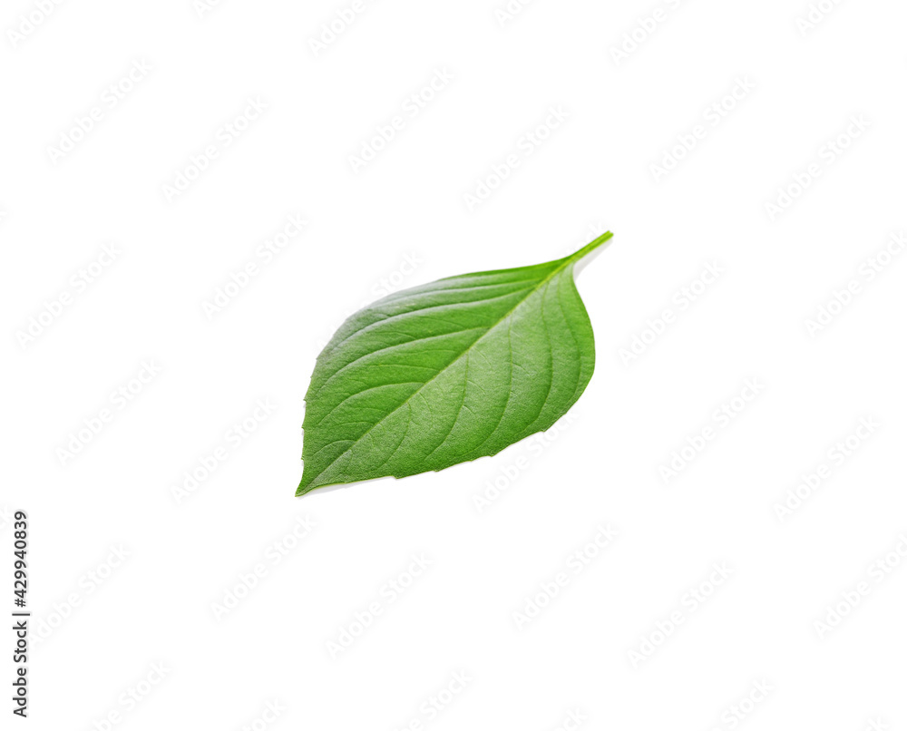 Fresh basil leaves on white background Fresh basil leaves on white background