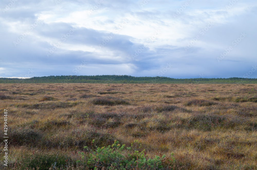 Northern boreal forest autumn swamp