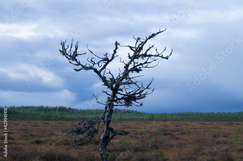 northern forest swamp moss dead tree