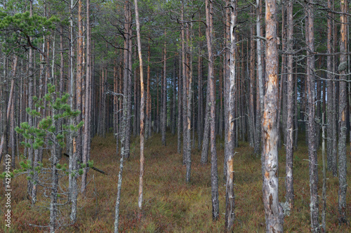 Northern boreal forest autumn swamp
