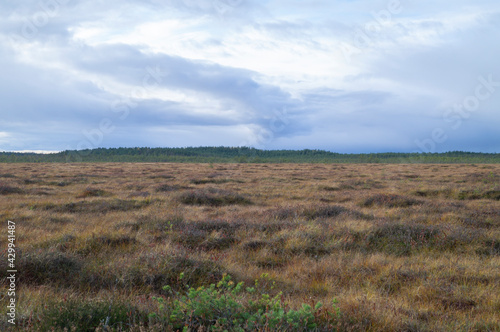 Northern boreal forest autumn swamp