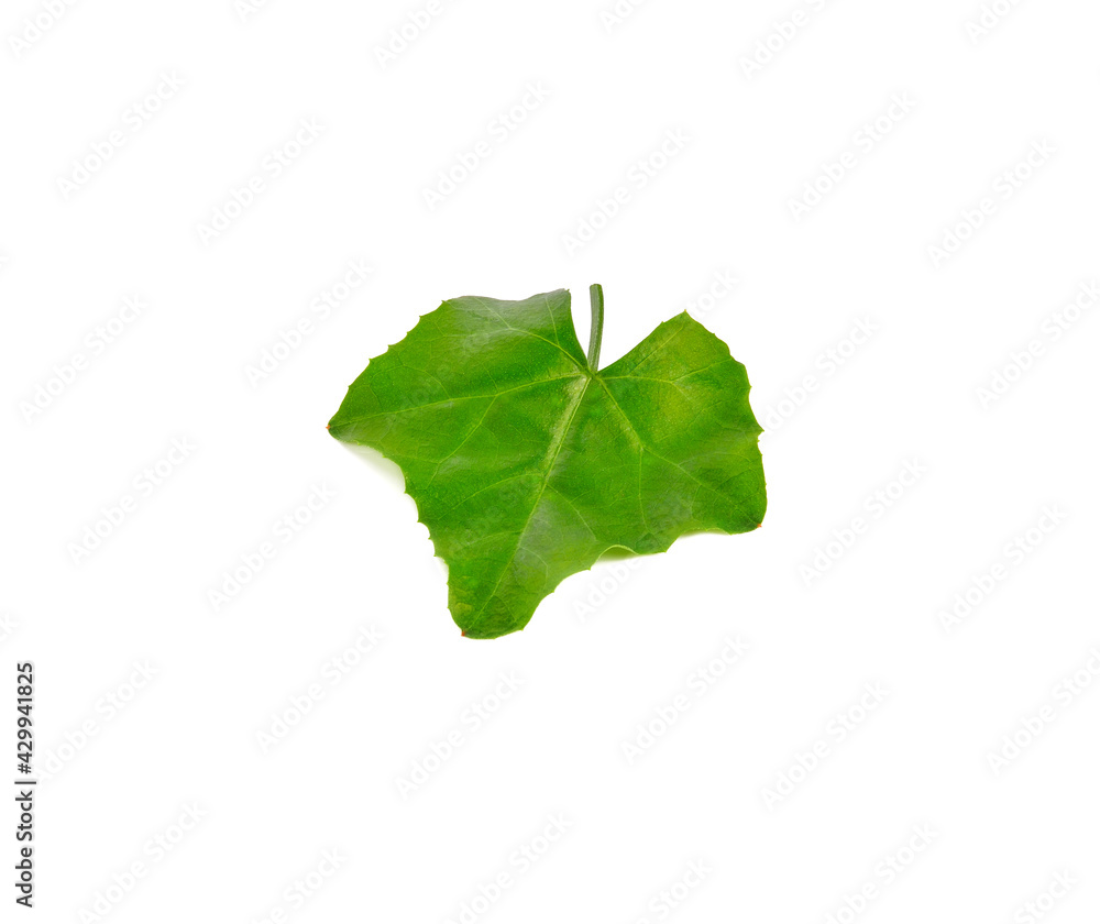 green leaves isolated on white green leaves isolated on white