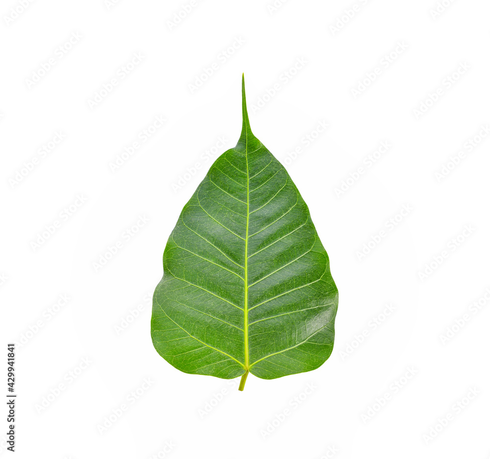 Obraz premium Po leaf or Pho leaf isolated on white background.