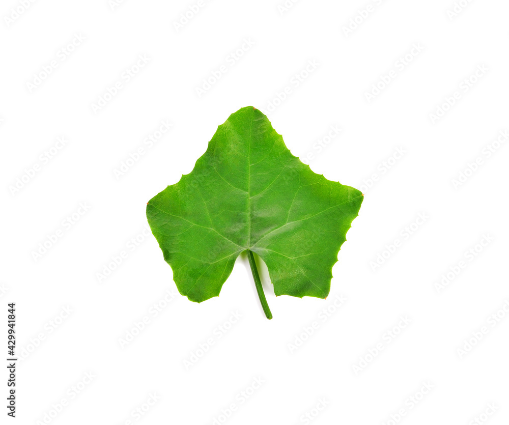green leaves isolated on white green leaves isolated on white
