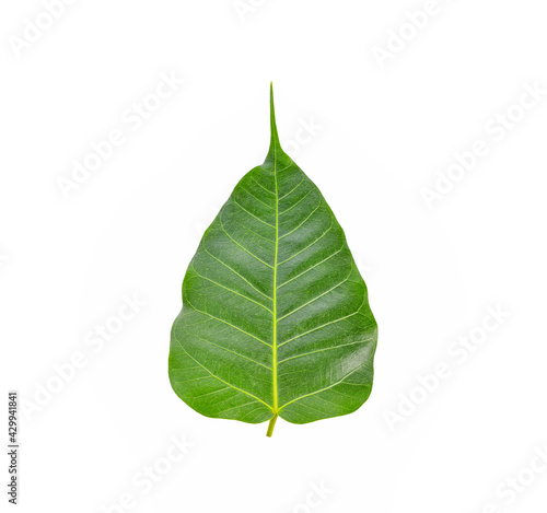 Po leaf or Pho leaf isolated on white background.