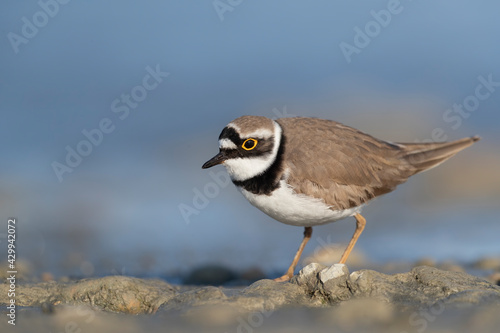 Little ringed plover in the Italian rivers 