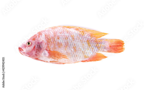 Fresh raw red tilapia fishes isolated on white background