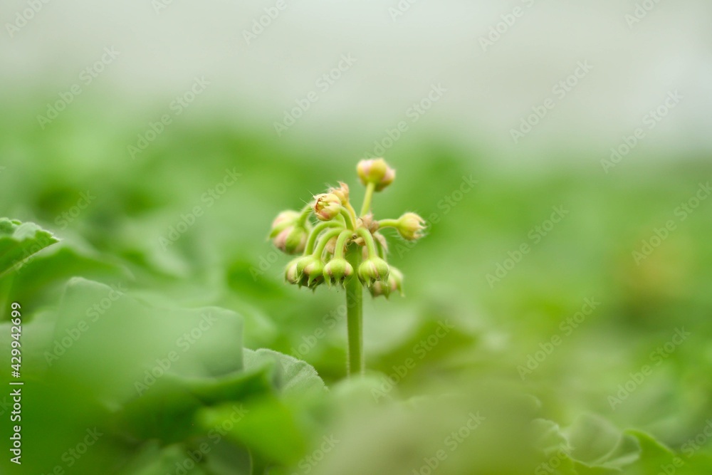 Green world Green world
