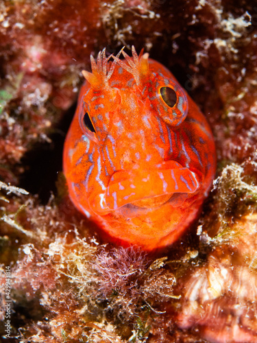 Close-up of Red blenny (Parablennius zvonimiri) Adults inhabit dimly lit biotopes like overhanging rocks or caves. Also found in piddock holes. They graze on periphyton. Oviparous photo