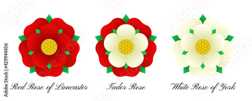Tudoe rose of Englnd vector illustration.