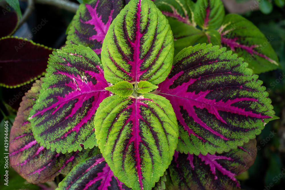 close up shot of a beefsteak plant close up shot of a beefsteak plant