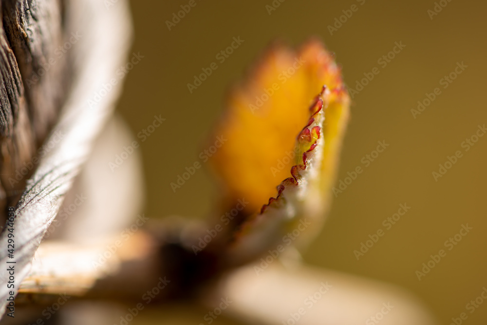 Riesling Weinknospen im Frühling