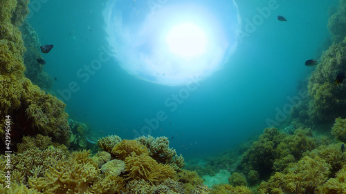 Tropical coral reef and fishes underwater. Hard and soft corals. Underwater video. Philippines.