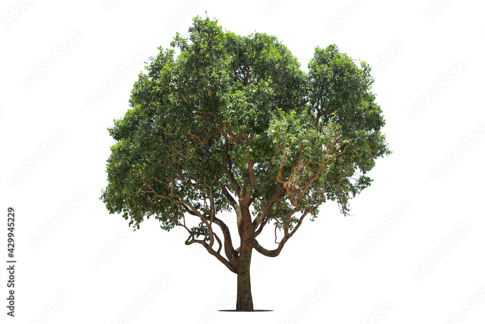Obraz premium Isolated green tree on white background, Trees isolated on white background, tropical trees isolated used for design, advertising and architecture.