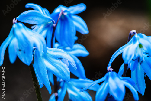 Blooming blue snowdrops close up photo