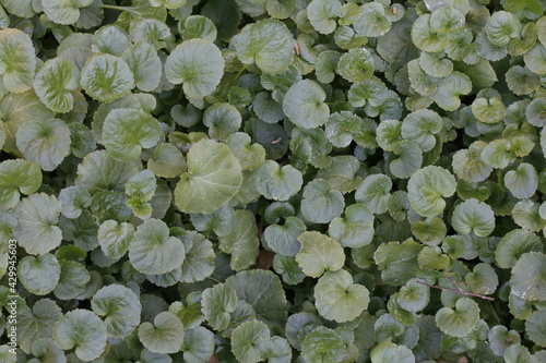 texture di una siepe di foglie verdi