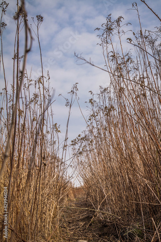 Meadow in winter with a footpath gowing through