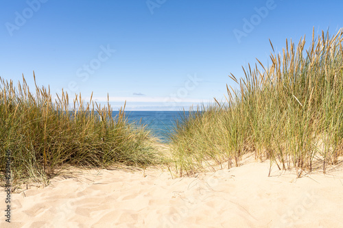Fototapeta Naklejka Na Ścianę i Meble -  Dune grass on the beach