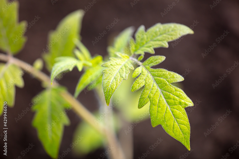 Tomato seedling in the ground in the garden. Tomato seedling in the ground in the garden.