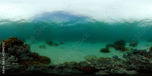 Tropical Seascape Underwater Life. Tropical underwater sea fish. Philippines. 360 panorama VR