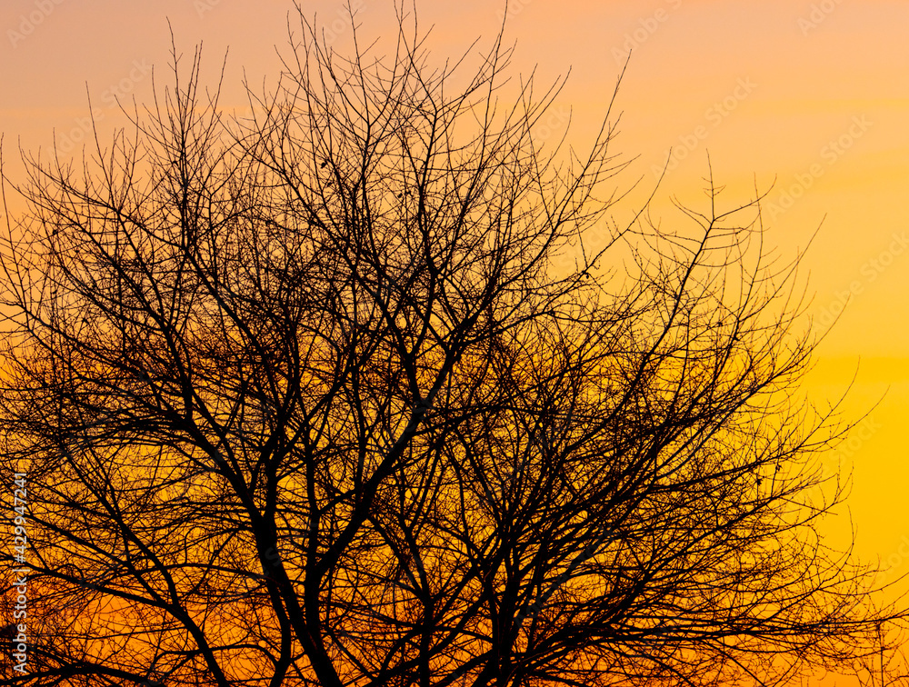 Tree branches on a sunset background Tree branches on a sunset background