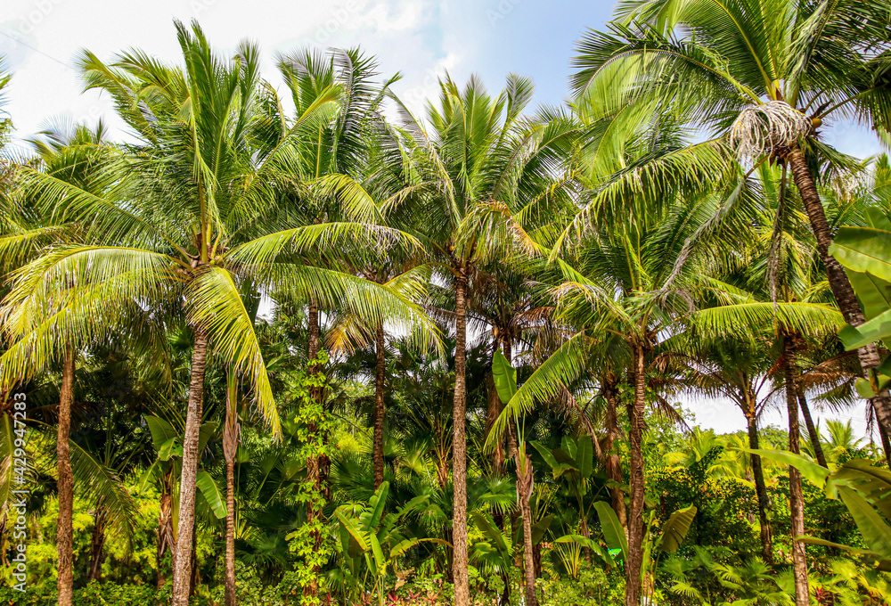 Beautiful palm trees against the blue sky Beautiful palm trees against the blue sky