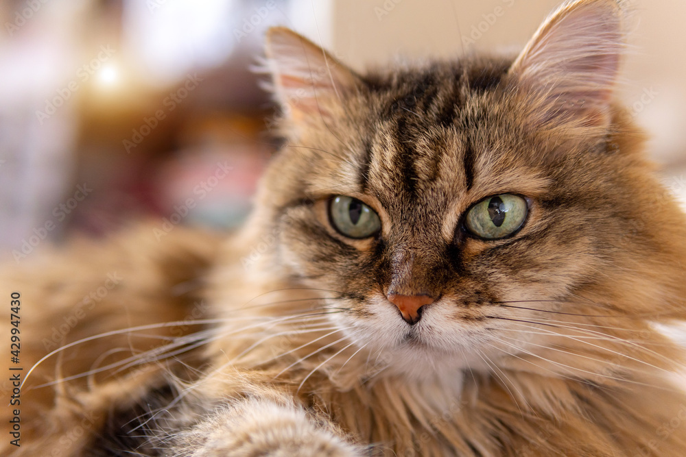 closeup shot of a brown cat with green eyes lying on a sofa