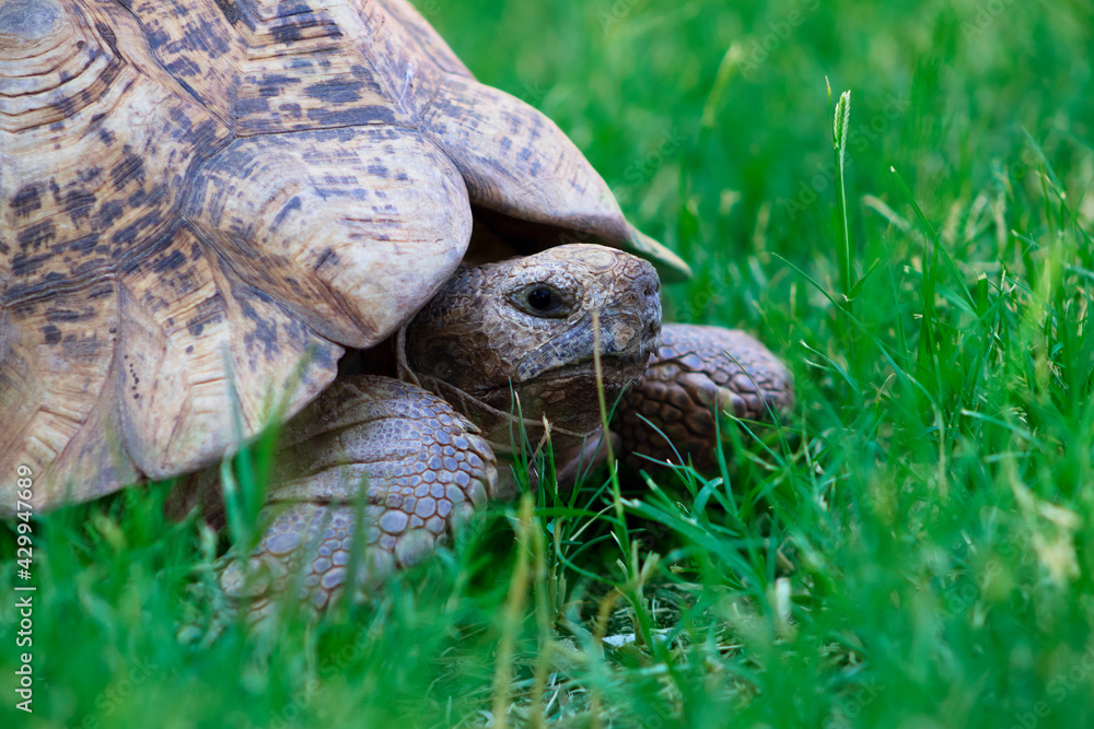 Close up of a cute turtle lying in the green grass. Close up of a cute turtle lying in the green grass.