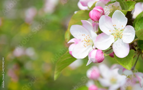 Wunderschöne Apfelbaumblüten in Rosa und Weiß im Sonnenlicht im Frühling in Lana bei Meran - Südtirol