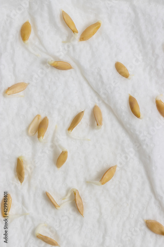 Cucumber seeds germinate for seedlings.