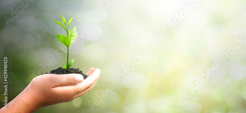 World environment day concept: hand holding tree over blurred natural background