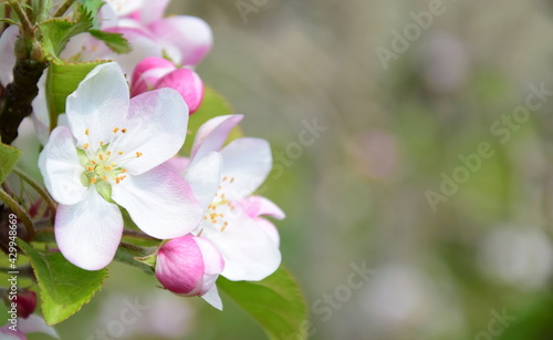 Wundersch  ne Apfelbaumbl  ten in Rosa und Wei   - Bl  tezeit in S  dtirol - Lana bei Meran - Italien - Europa