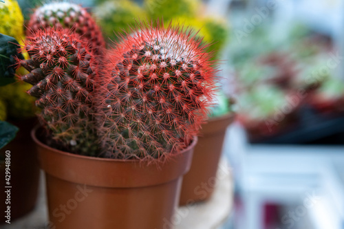 acti on the shelf in the store. colored cacti plants in a greenhouse. Decorative small cacti in small pots of different types.