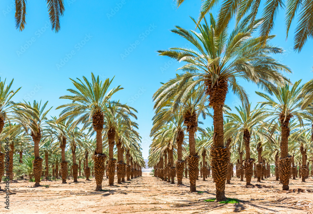 Plantation of date palms for healthy food production, image depicts agriculture industry in the Middle East. Plantation of date palms for healthy food production, image depicts agriculture industry in the Middle East.