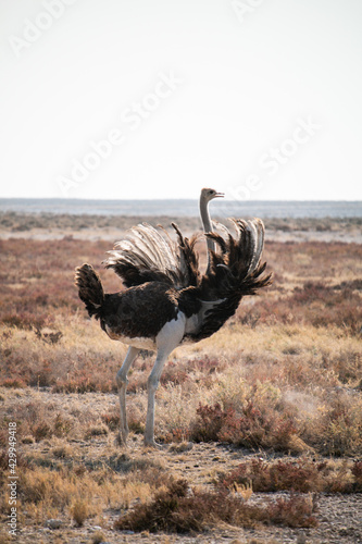 Ostrich opening wings in savannah of africa