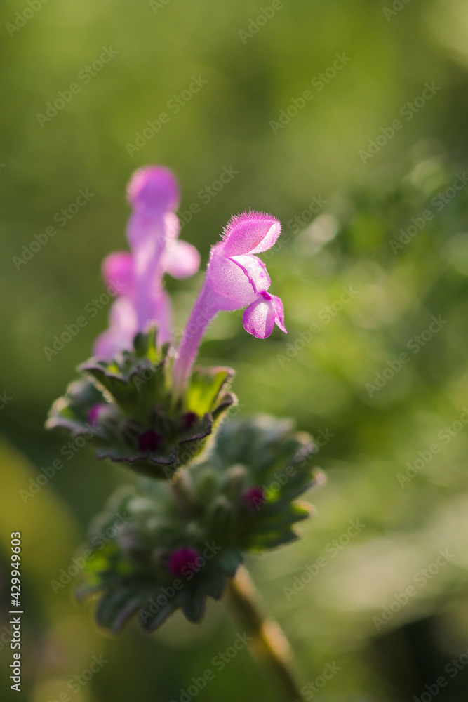 Small spring purple flower. Selective focus. Springtime. Small spring purple flower. Selective focus. Springtime.