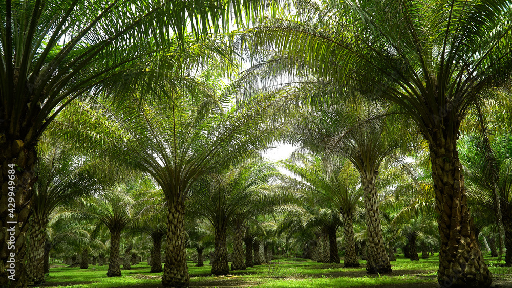 Obraz premium Palm trees on the plantation of Filipino farmers. Palm grove in the tropics. Bohol, Philippines.