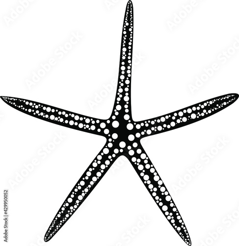 Black and white image of a starfish