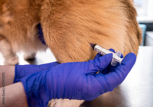 Veterinarian team giving the vaccine to the Corgi dog