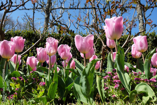 Pink single triumph tulip 'Synaeda Amor' in flower photo