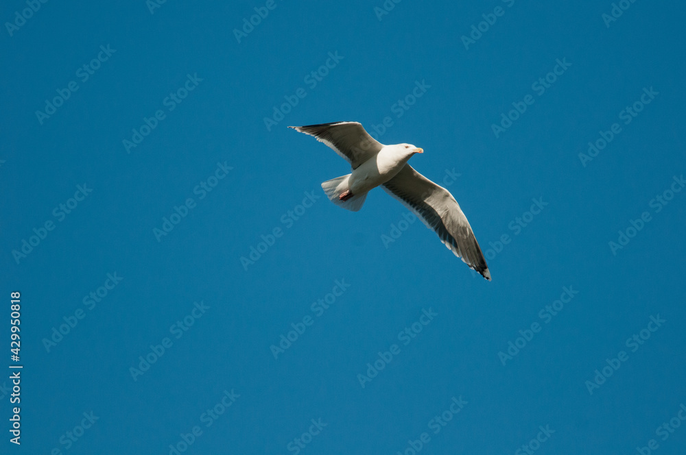 Obraz premium Great Black-Backed Gull flying across blue sky