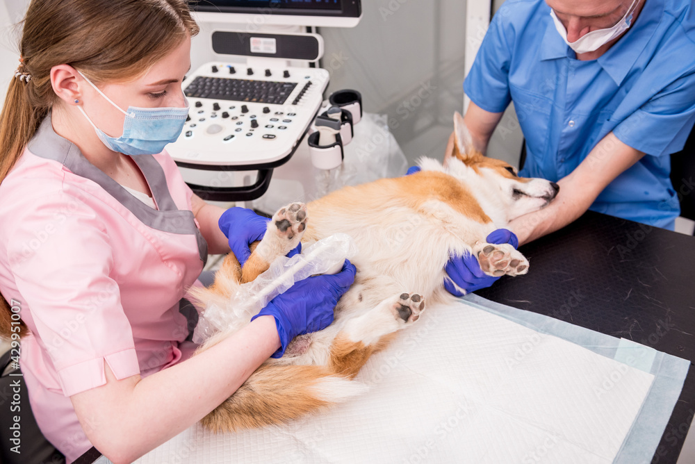 Veterinarian team examines the Corgi dog using ultrasound Veterinarian team examines the Corgi dog using ultrasound
