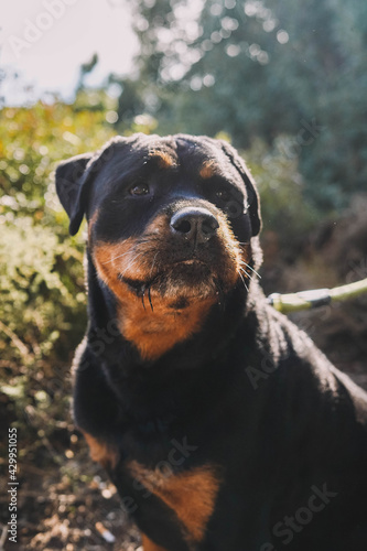 Primer plano de unperro raza rottweiler sentado en el parque