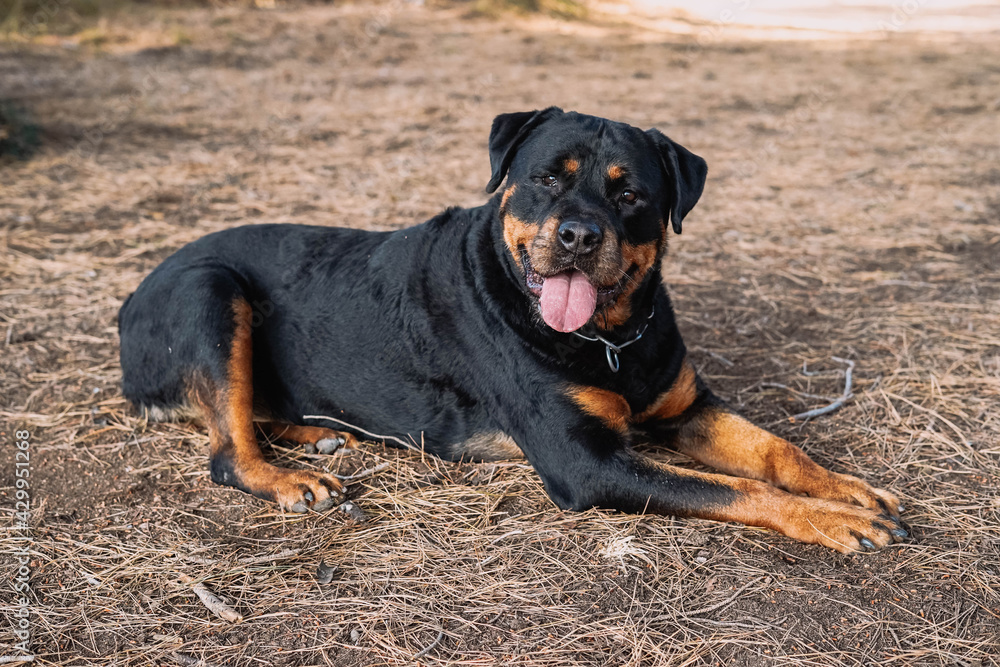 Perro de raza rottweiler descansando acostado en el bosque Perro de raza rottweiler descansando acostado en el bosque
