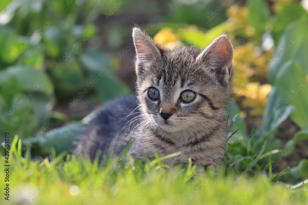 Closeup portrait of a cute tabby kitten. Kitten lying in the grass. Closeup portrait of a cute tabby kitten. Kitten lying in the grass.