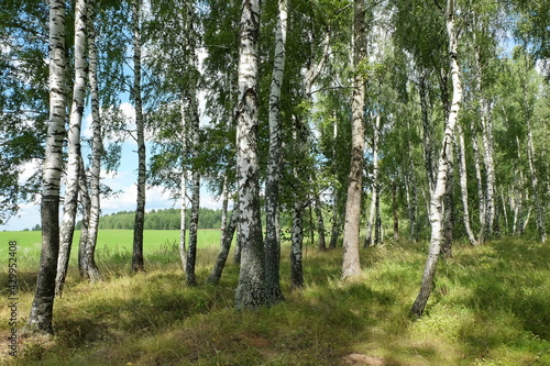 Summer landscape with birch forest on a sunny day